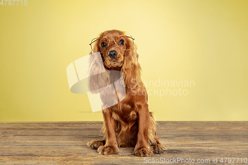 Image of Studio shot of english cocker spaniel dog isolated on yellow studio background