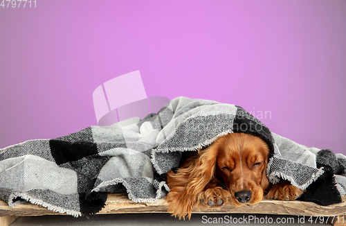 Image of Studio shot of english cocker spaniel dog isolated on purple studio background