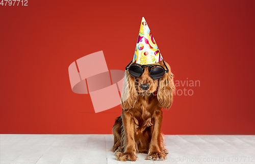 Image of Studio shot of english cocker spaniel dog isolated on red studio background