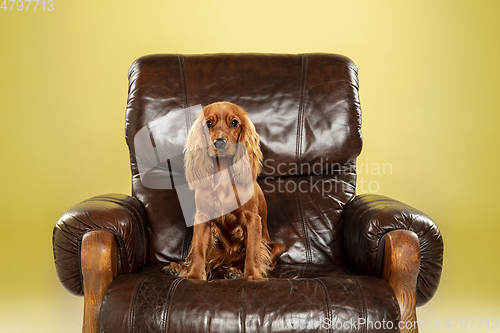 Image of Studio shot of english cocker spaniel dog isolated on yellow studio background