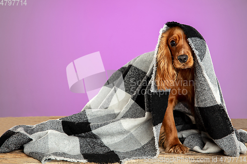 Image of Studio shot of english cocker spaniel dog isolated on purple studio background