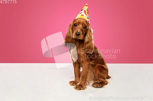 Image of Studio shot of english cocker spaniel dog isolated on pink studio background