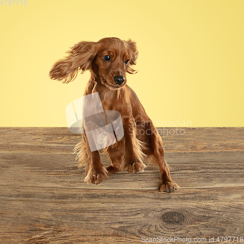Image of Studio shot of english cocker spaniel dog isolated on yellow studio background