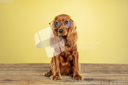 Image of Studio shot of english cocker spaniel dog isolated on yellow studio background