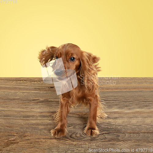 Image of Studio shot of english cocker spaniel dog isolated on yellow studio background