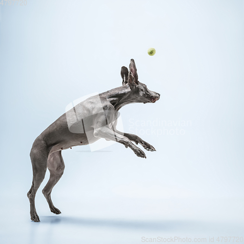 Image of Studio shot of weimaraner dog isolated on blue studio background