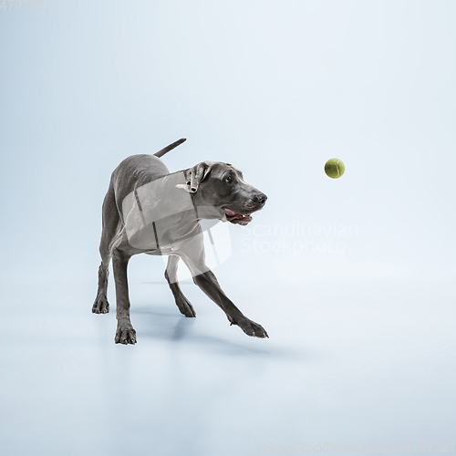 Image of Studio shot of weimaraner dog isolated on blue studio background