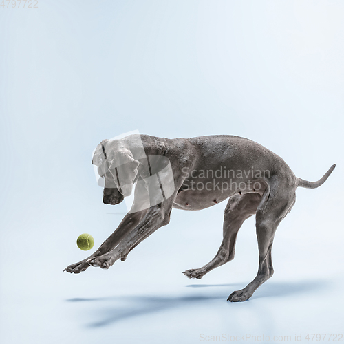 Image of Studio shot of weimaraner dog isolated on blue studio background