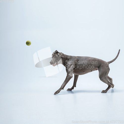 Image of Studio shot of weimaraner dog isolated on blue studio background