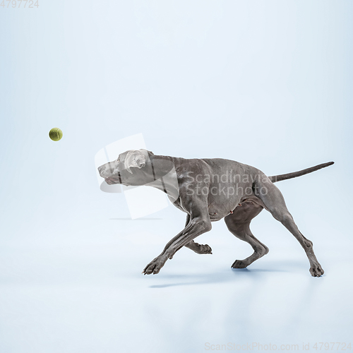 Image of Studio shot of weimaraner dog isolated on blue studio background