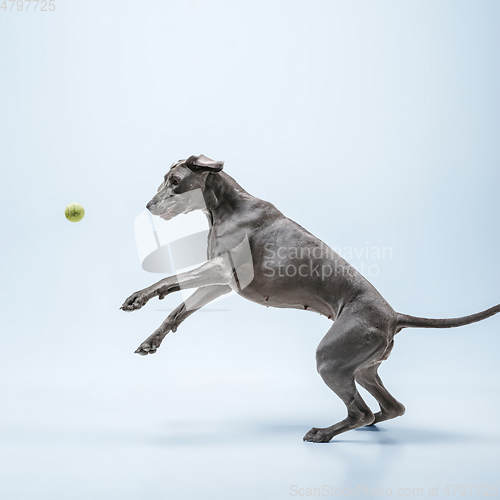 Image of Studio shot of weimaraner dog isolated on blue studio background