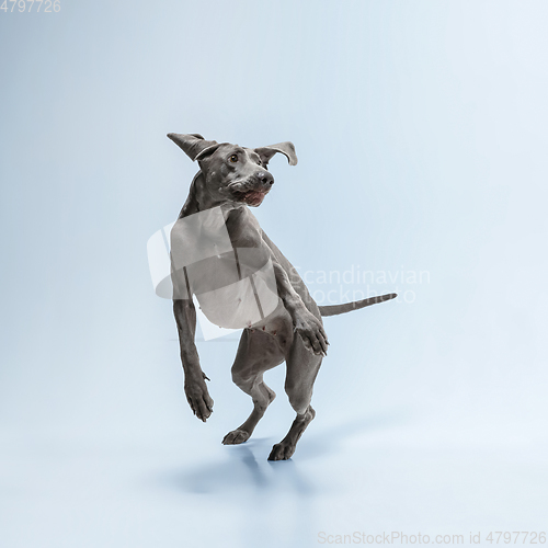 Image of Studio shot of weimaraner dog isolated on blue studio background