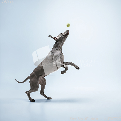 Image of Studio shot of weimaraner dog isolated on blue studio background