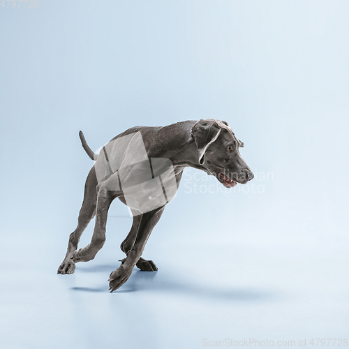 Image of Studio shot of weimaraner dog isolated on blue studio background
