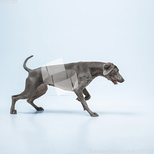 Image of Studio shot of weimaraner dog isolated on blue studio background