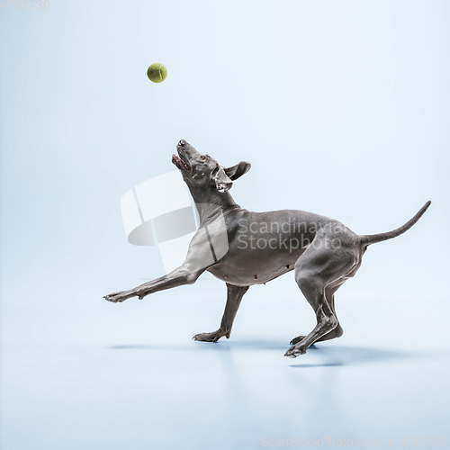 Image of Studio shot of weimaraner dog isolated on blue studio background