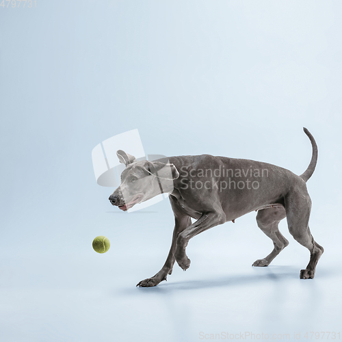 Image of Studio shot of weimaraner dog isolated on blue studio background