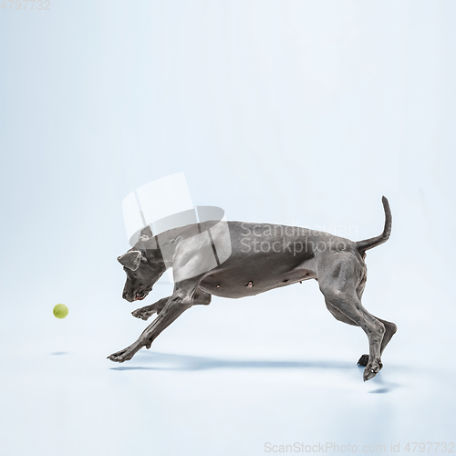 Image of Studio shot of weimaraner dog isolated on blue studio background