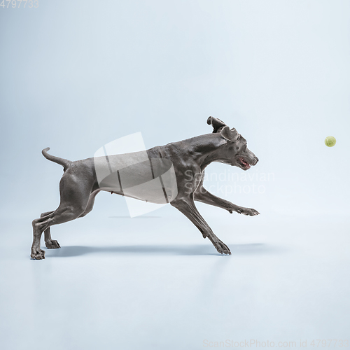 Image of Studio shot of weimaraner dog isolated on blue studio background