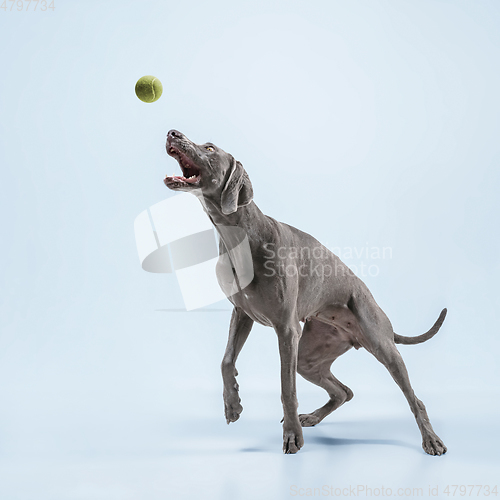 Image of Studio shot of weimaraner dog isolated on blue studio background