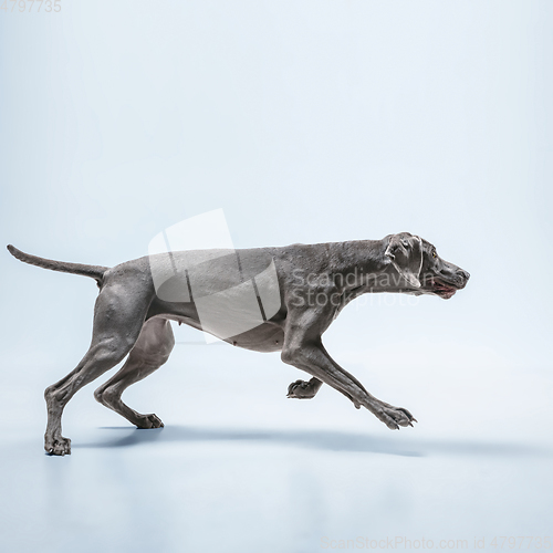 Image of Studio shot of weimaraner dog isolated on blue studio background