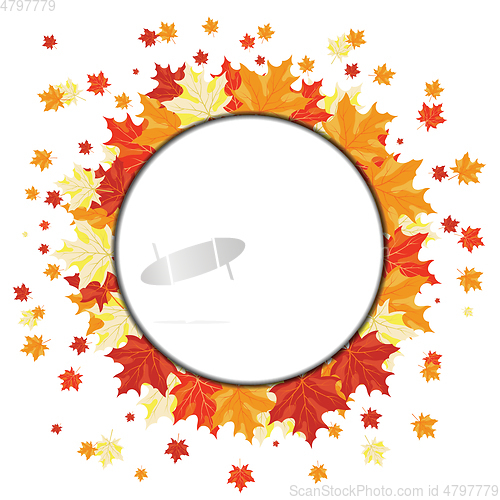 Image of Autumn maple leaves 
