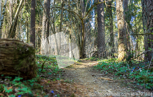 Image of footpath through an overgrown forest