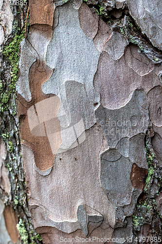 Image of pine skin macro