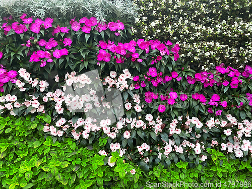 Image of beautiful wall of flowers