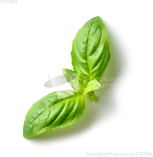 Image of fresh green basil leaf