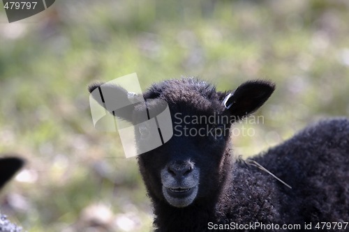 Image of small black lamb