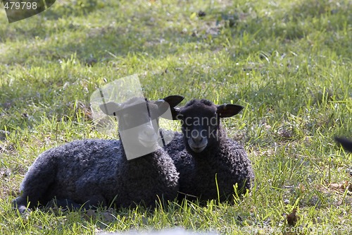 Image of twin lambs