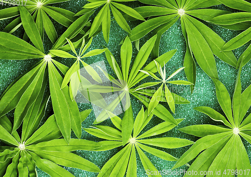 Image of Green Lupines Leafs