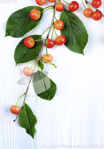 Image of Yellow Sweet Cherries