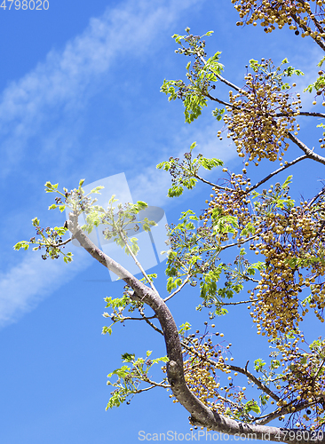 Image of Melia Azedarach Tree