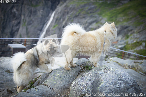 Image of Eurasier Dog