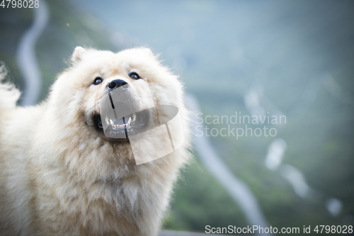 Image of Eurasier Dog