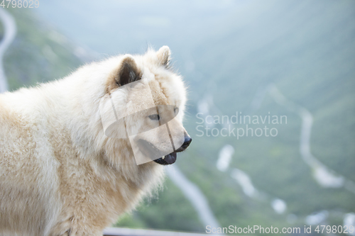 Image of Eurasier Dog