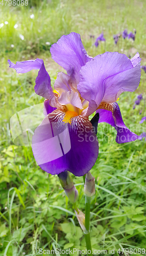 Image of Beautiful iris flowers