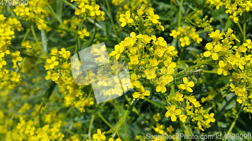 Image of Beautiful wild yellow flowers