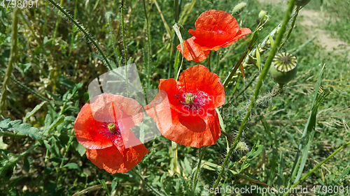 Image of Bright red beautiful poppies