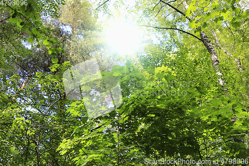 Image of Trees and sunlight in the summer forest