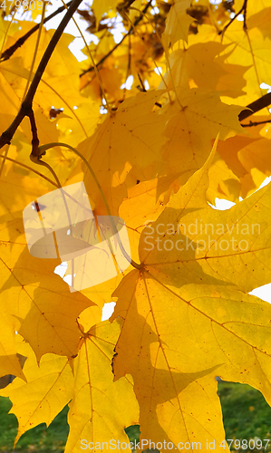 Image of Bright autumn yellow foliage of maple tree