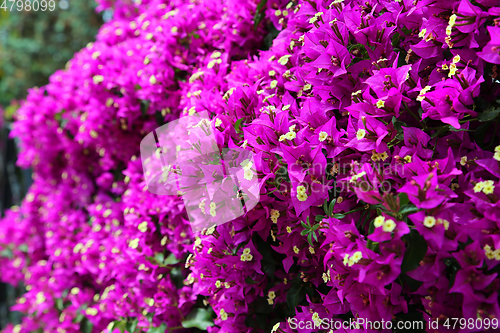 Image of Beautiful bright branches of bougainvillea