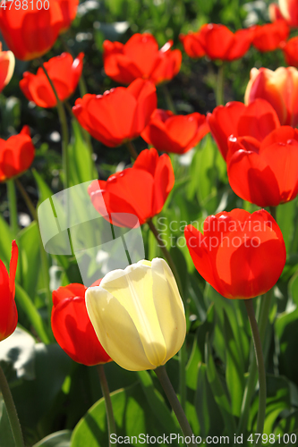 Image of Beautiful bright tulips