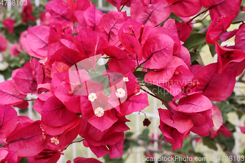 Image of Beautiful bright bougainvillea flowers