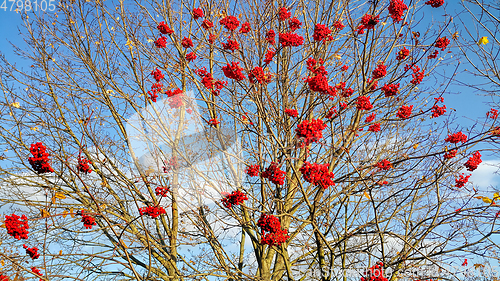 Image of Branches of autumn mountain ash with bright red berries 