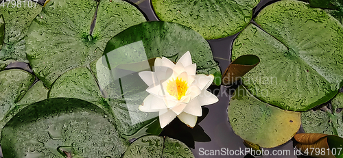 Image of Water lily