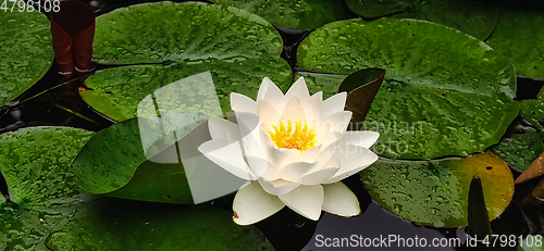 Image of Water lily