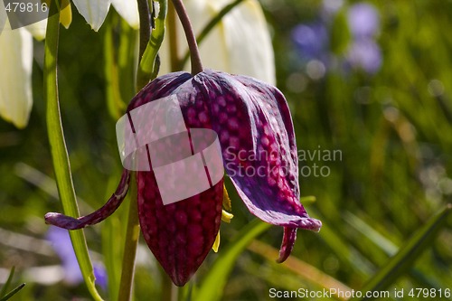 Image of snakes head lily